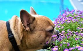 klichki dlya sobak malchikov i devochek milye sobaki samye milye zhivotnye shenki