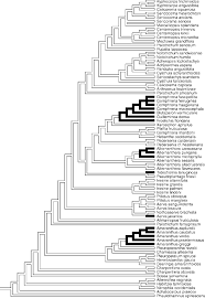 Image result for Centemopsis