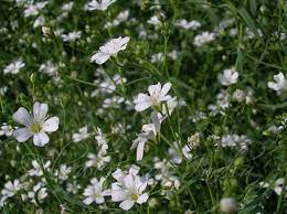 Babys Breath Flower Name In Hindi Best Flower Wallpaper
