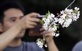 Cherry blossoms return in full bloom to the National Mall