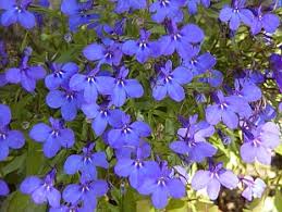 Image result for foto Lobelka