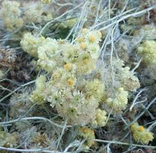 Image result for Helichrysum kirkii