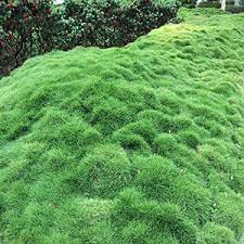 This type is typically grown as ornamental grass and it is not а popular choice when it comes to regular lawns. Zoysia Tenuifolia No Mow Grass Wholesale Nurseries