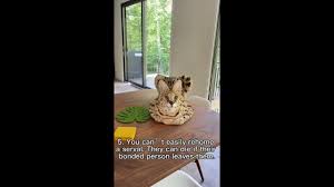 Interview with Chloe the Serval – The Story of a Huge House Cat with a  Personality to Match - Celebrity Pets