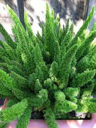 Foxtail Fern Ornamental Plants Plants Shade Plants