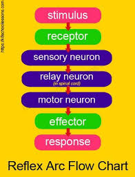 reflex actions reflexes and reactions human brain facts