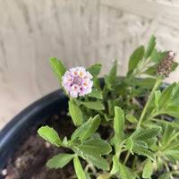 Image result for Lippia plicata