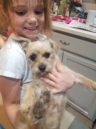 Lost dog found in Bastrop County