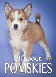 pomsky dog everything you need to know about pomskies