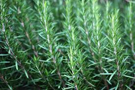 Nov 12, 2020 · the best way to drive away powdery mildew on rosemary plants is to increase the air circulation around it. How To Grow Rosemary In The Home Herb Garden Gardener S Path