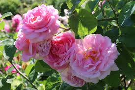 Le rosier en pot vous permet de planter pendant toute la belle saison. Rosiers En Pleine Sante Conseils De Pro La Terre Est Un Jardin