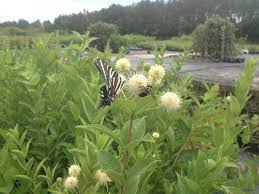 Image result for Cephalanthus