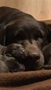 Pin By Vanessa Huizinga On Puppers Puppies Cute Animals Dog Love