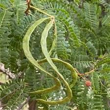 Image result for Acacia karroo