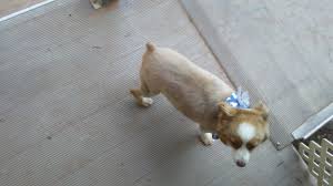 Best friends of pets, oklahoma city, ok. The Paw Ber Shoppe 511 N Kickapoo Ave Suite C Shawnee Ok 74801 Yp Com
