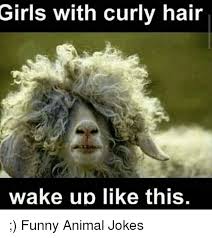 Girls With Hair Curly Wake Up Like This Funny Animal Jokes Funny Animals Meme On Me Me