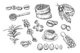 Read the definitions, then label the dicot plant diagram below. Free Coffee Bean Sketch Vectors 300 Images In Ai Eps Format