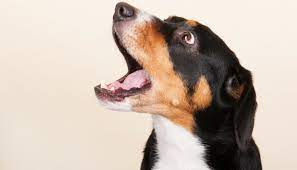 The Nifty Trick That Stopped My Dogs Alert Barking Puppy Leaks