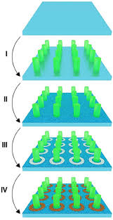 Animal cell culture media biology discussion. Integer Topological Defects Organize Stresses Driving Tissue Morphogenesis Biorxiv