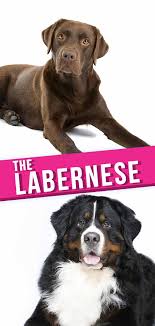 They are up to date on all their shots and dewormer so you can be sure to bring Labernese Information Center The Bernese Mountain Dog Lab Mix Breed