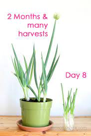 Your green onion plants will thrive if fed liquid food. Regrow Green Onions Scallions From Kitchen Scraps 2 Ways A Piece Of Rainbow