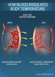 Functions Of The Blood Circulatory Anatomy Furthermore, turmeric extract reduces the levels of bad (ldl) cholesterol thus decreasing its buildup in arteries, and relaxes the blood vessels lowering the risk of a stroke or. functions of the blood circulatory