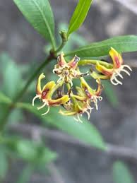 Image result for Periploca