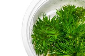 Image result for Eriocaulon