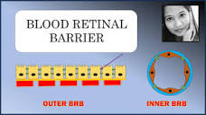 Blood Retinal Barrier - Explained | Retina | Ophthalmology - YouTube