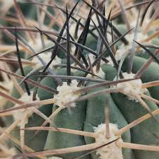 Image result for Canthium glaucum