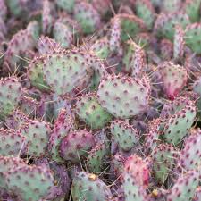 Image result for Crassula schimperi