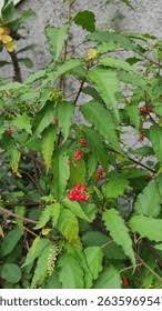 Image result for Petiveriaceae