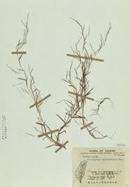 Image result for Schizachyrium brevifolium