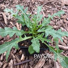 Image result for Diplotaxis tenuifolia