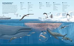 The protected area will comprise over 12 percent of the southern ocean in what environmental activists and scientists have hailed as a historic deal to preserve marine life. A Network Of Marine Protected Areas In The Southern Ocean The Pew Charitable Trusts