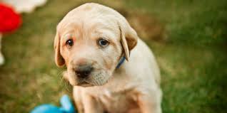What are signs that your dog is depressed? Signs Your Dog Is Depressed According To An Expert
