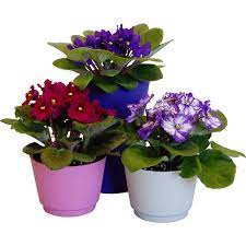 Silver Floss Flower Rolls Best Flower Wallpaper