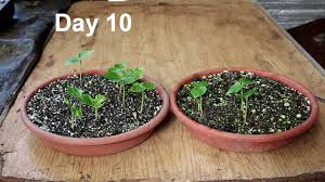 In order to shape the plant and show it off in the best possible way, smaller branches should. Kapok Bonsai Seedling Update June 2016 Youtube