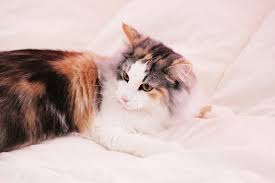 While they love their family, they also love to be in charge. 60 Norwegian Forest Cat Colors Patterns With Pictures Excited Cats
