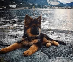 Does a long haired german shepherd present problems of their own? Your Inside Scoop To The Remarkable Long Haired German Shepherd Animalso