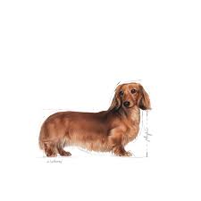 The dachshund comes in three coat varieties and two sizes. Dachshund Adult Dry Royal Canin