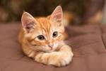 Hypoallergenic Cat Breeds - iHeartCats