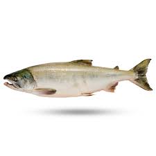 Рыбы, живущие в соленой воде / кета (сhum salmon, oncorhynchus keta). Salmon Wild Keta Supreme Lobster