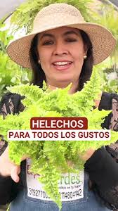 Helecho Nicolas Diamond