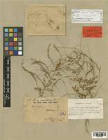 Image result for Asparagus buchananii