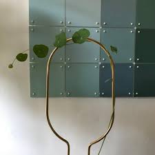 Image result for Stephania abyssinica