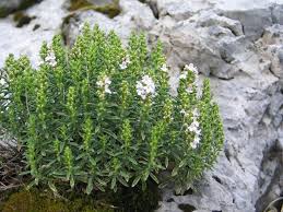 Image result for Satureja