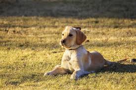 All Of The Golden Retriever Movies On Disney Plus Best Movies Right Now