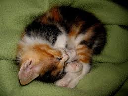 Download the most adorable kitten pictures and images for free! Calico Cats Are Female Because Online