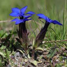 Image result for Gentianaceae